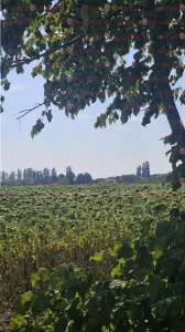 Teren de vanzare  - Caciulati - Ilfov - foto 3