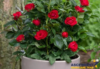 Decomandat, bucatarie inchisa, gradina de 30 mp, nou rezidential, Tractorul, Brasov - Brasov
