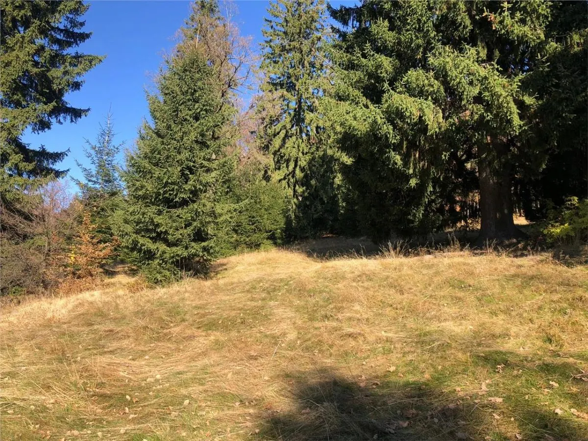 Teren superb extravilan in apropiere de Poiana Brasov - foto 3