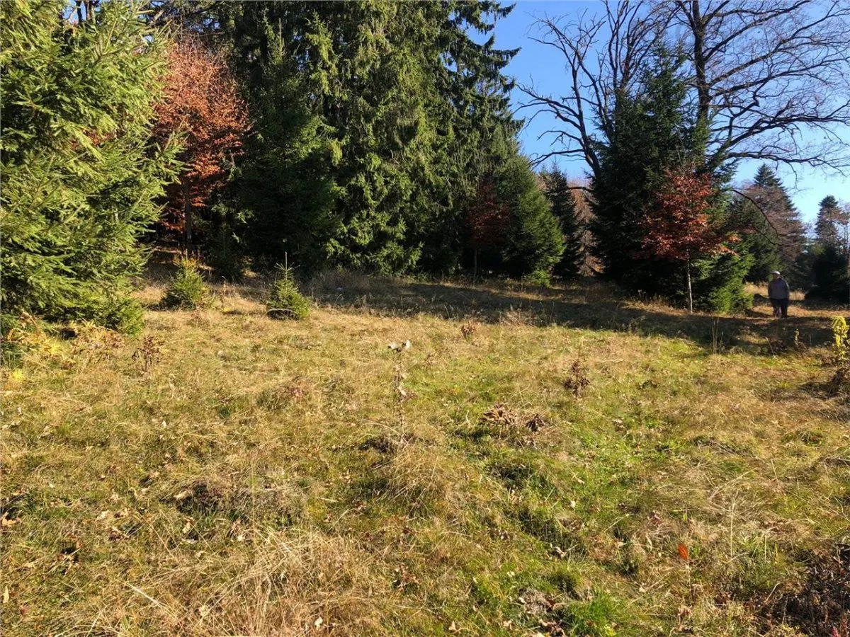 Teren superb extravilan in apropiere de Poiana Brasov - foto 5