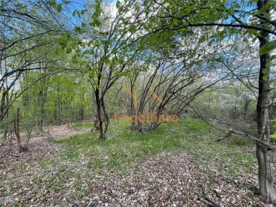 TEREN EXTRAVILAN | 103.000mp | BALANACA-GROSI | PASUNE | PASUNE IMPADURITA | BIHOR - foto 4