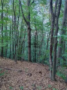 Padure de Fag 2 hectare - Tebea