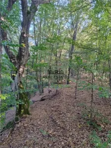 Padure de Fag 2 hectare - foto 3