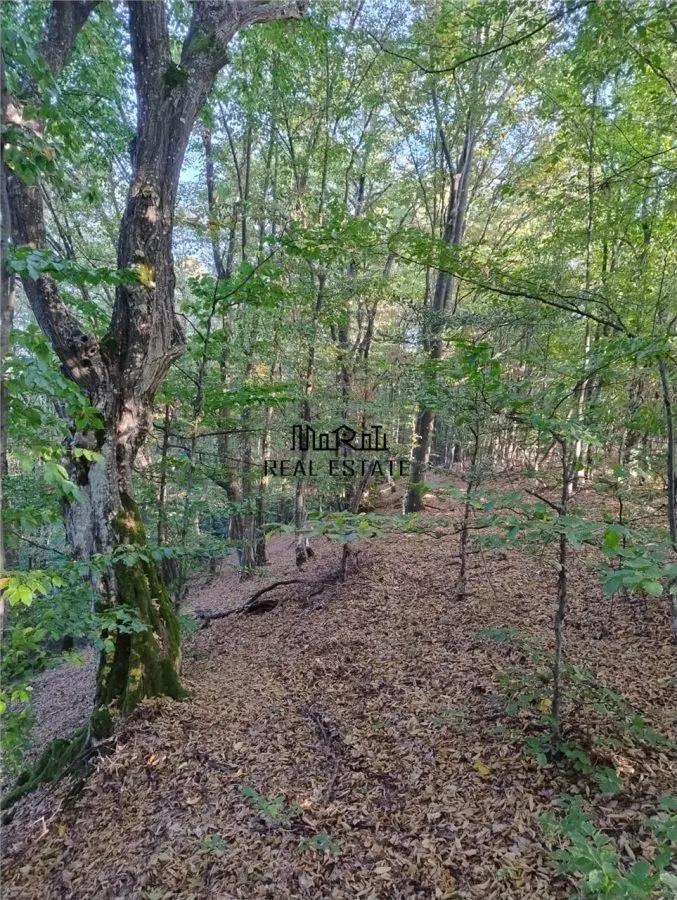 Padure de Fag 2 hectare - foto 3