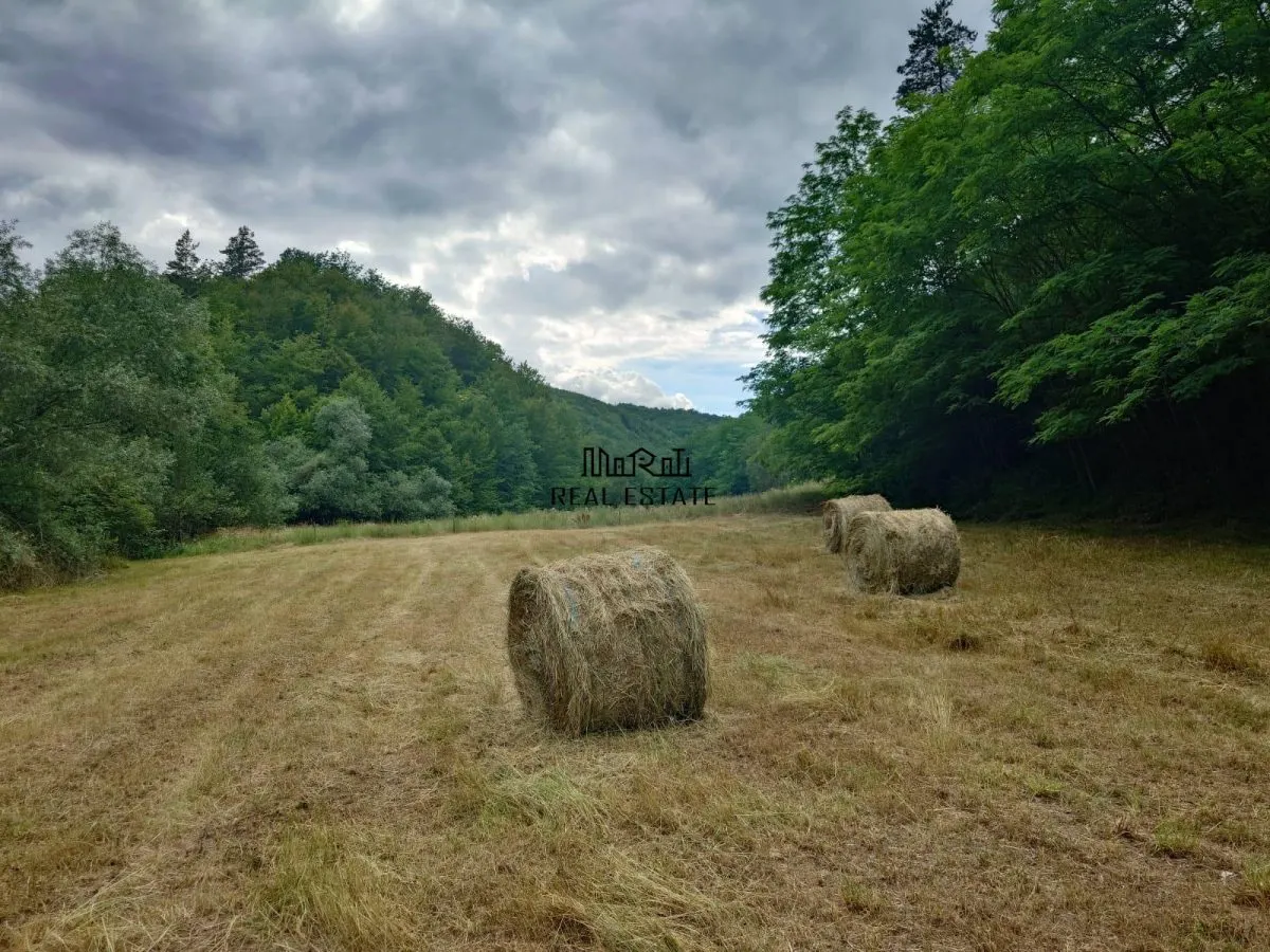Un colt de natura intre padure si parau - foto 9