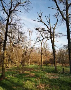 20 Ha Padure stejar la 10 km de Pitești - Oarja
