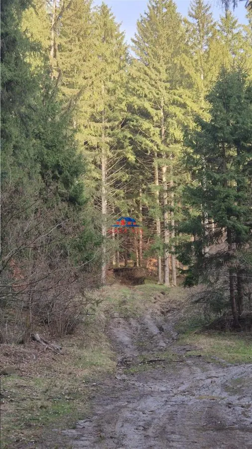 Teren cu padure in com. Caiuti - foto 1