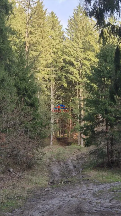 Teren cu padure in com. Caiuti - foto 2