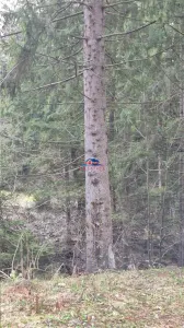Teren cu padure in com. Caiuti - foto 7