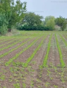 la Soseaua Principala (Braila-Buzau) Teren 9000 mp deschidere 120m  Lacu Sarat - foto 2
