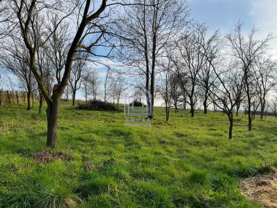 Teren, 48 ari, , cu casa batraneasca, Antoceni, Forasti, Suceava - foto 6