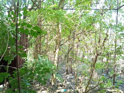 Iam, Casa 5 Camere, Gospodarie, 1439mp Teren, Usor Negociabil - foto 12