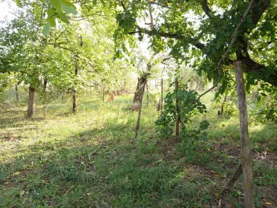 Ciuchici, Casa 7 Incaperi, 1151mp Teren, Pret Negociabil, ZERO COMISION - foto 13