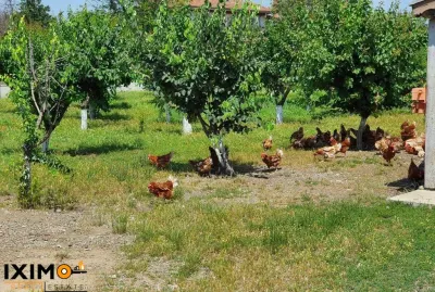 Teren Saucesti DiscounT 2.75 Ha - foto 9