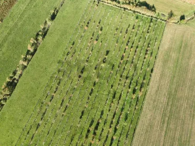RECO, Teren cu livada de ciresi, Zona Auseu, Bihor - foto 12