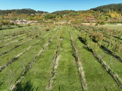 RECO, Teren cu livada de ciresi, Zona Auseu, Bihor - foto 9