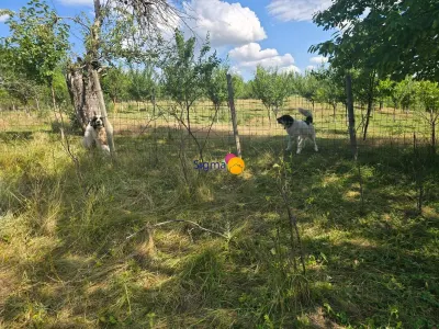 Teren pentru investitie/constructie casa - foto 1