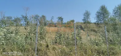 De vanzare casa si grajd +3000m² teren livada in Sumurducu - Sanpaul - foto 11