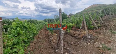 Teren 600 mp accesibil în Șard, zonă liniștită - foto 7