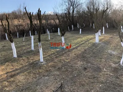 Casă primitoare și Cramă premiată „la cheie” în zona viticolă Cricău - foto 18