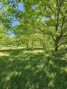 PROPRIETATE EXCEPTIONALA ,TEREN 33.161 MP + RESIDENTA P+1+M - Targu Ocna