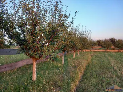 Teren intravilan zona frumoasa Viile Satu Mare - foto 3