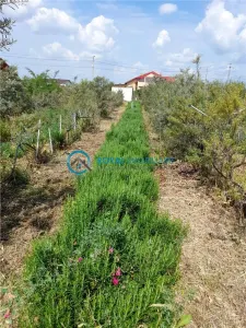 Royal Imobiliare-Vanzare Teren Intravilan Zona Valea Calugareasca - foto 2