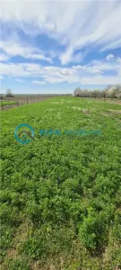 Royal Imobiliare - Vanzare teren intravilan Zalhanaua - foto 3