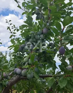 Vindem teren pentru casă și livadă de prun - foto 3