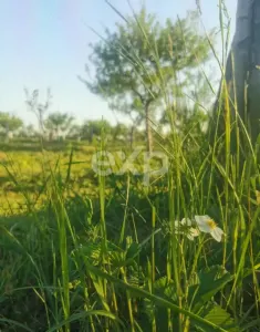 Vindem teren pentru casă și livadă de prun - foto 6