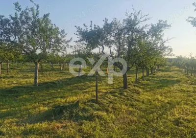Vindem teren pentru casă și livadă de prun - foto 7