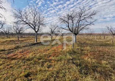 Vindem teren pentru casă și livadă de prun - foto 8