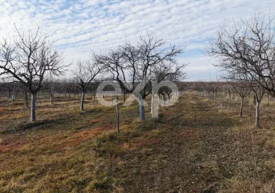 Vindem teren pentru casă și livadă de prun - foto 9