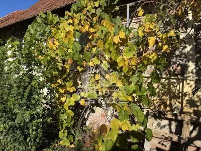 Casa veche in Recas cu teren generos de 1438 mp - foto 3