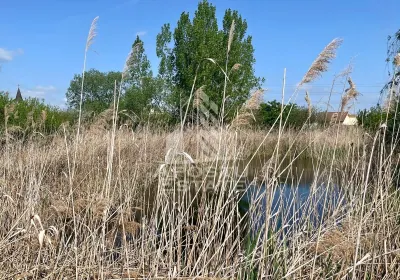 Casa individuala cu curte individuala si gradina - Zona Gai - foto 20