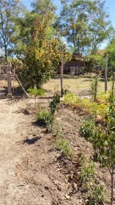 RECO Teren generos in Cetariu - foto 4